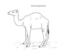 You might also be interested in coloring pages. Dromedary Camel Coloring Page By Mama Draw It Teachers Pay Teachers