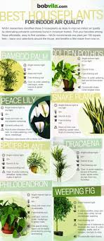 Infographic Best Houseplants For Indoor Air Quality Plants Best Indoor Plants Air Purifying Plants