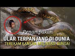 Check spelling or type a new query. Astaga Penampakan Ular Terbesar Dan Terpanjang Di Dunia Melintasi Sungai Amazon Youtube