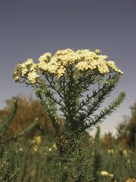 Image result for Selago lacunosa