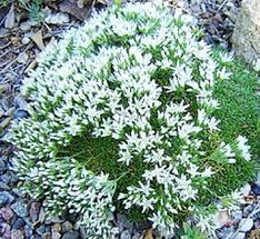 Image result for Swertia tetrandra