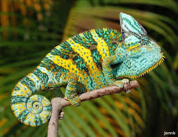 Anyone who would think of a chameleon as a pet should definitely not keep a chameleon. Veiled Chameleon Chameleon Forums