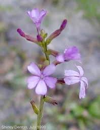 Image result for Buchnera affinis