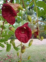 Image result for Kigelia africana