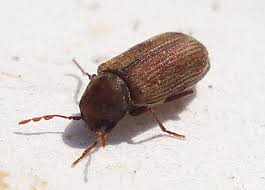 They usually infest sapwood or new growth timbers, instead of older, harder, heartwood timbers. How To Identify Woodworm