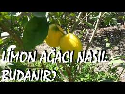 Limon yetiştiriciliğinde kaliteli ve bol ürün alabilmek için toprak işleme, sulama, gübreleme, mücadele gibi tedbirlerin bu işlemler genel olarak şu amaçlar için yapılır. Limon Agaci Ve Mandalina Agaci Nasil Budanir Youtube Organik Bahcecilik Fikirleri Agac Organik Bahcecilik