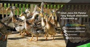 Teknik download gambar gambar itik. Inilah Jenis Itik Petelur Yang Banyak Diternakan Di Indonesia Unsurtani Com
