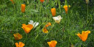 Skagit spring 20190407 4k uhd. Father Son Duo Find Genetic Mishap Behind Rare White California Poppies Scope