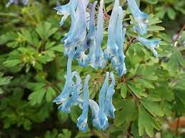 Fill in the blanks with the words from the list below. 21 Best Garden Flower Crossword Clue