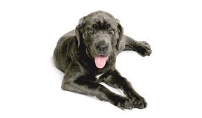 Puppies comes with tails docked, iccf registered,. Cane Corso Breed Information