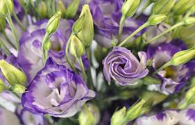 Top 11 Most Expensive Flowers In The World Stayglam Beliebte Blumen Schone Blumen Seltene Blumen