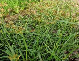 Image result for Cyperus spiralis