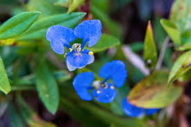 Image result for Commelina congesta