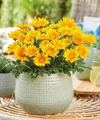 Image result for foto Gazánie