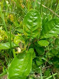 Image result for Vitex madiensis