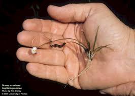 Image result for Fuirena sagittata