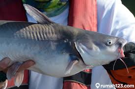 Your animated png images will also be optimized. Cara Budidaya Ikan Patin Di Rumah Siap Untuk Jadi Jutawan Rumah123 Com