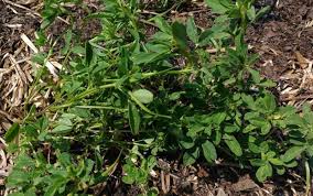 Usually, fenugreek seeds are yellowish brown in color. Growing Fenugreek Plant Varieties How To Guide Problems And Harvesting