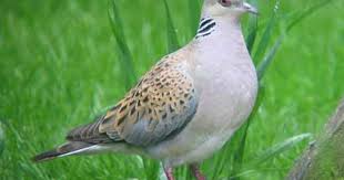 Bird On The Run Pittsburgh Pa Turtle Dove Wilde Tiere Vogel Als Haustiere Tiere