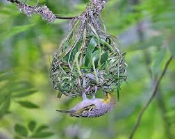 Pictures Of Birds With Their Nests And Names Another Great Nest Weaver Is The Village Weaver They Build Pendant Type Of Nest Its Binomial Name Is Ploceus Cucullatus And Is A Birds Bird Nest Bird Feeders