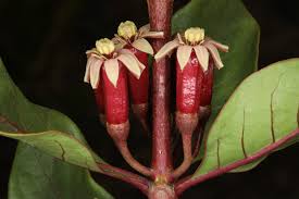 Image result for Fadogia fuchsioides