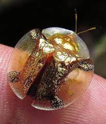 Maybe you would like to learn more about one of these? Golden Tortoise Beetle Tortoise Beetle Beetle Beetle Insect