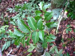 Image result for Pterocarpus