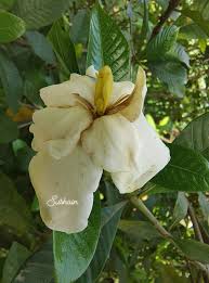 Image result for Gardenia resinifera