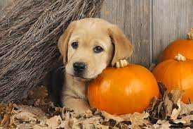 Labrador Puppy With Pumpkins Photograph By John Daniels