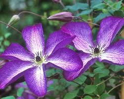 Image result for Clematis costata