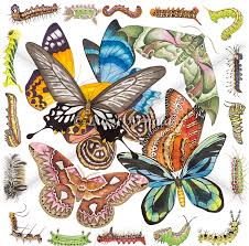 Butterflies Moths Caterpillars Fine Art Of Lucy Arnold