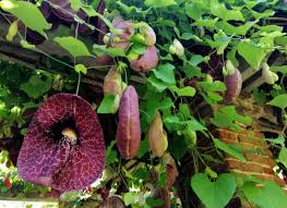 Image result for Aristolochia