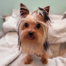 Southern Bell Yorkshire Terriers
