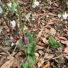 Image result for Eulophia guineensis