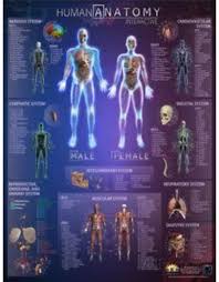 Round World Human Anatomy Interactive Laminated Wall Chart