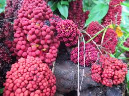 Image result for Sarcophyte