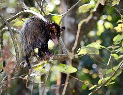 Category Didelphis Aurita Wikimedia Commons Si quieres ayudarnos a crear más. category didelphis aurita wikimedia