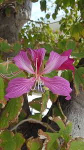 Image result for Bauhinia purpurea