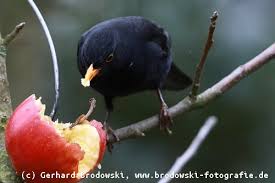 Man findet zwischen drei bis sechs eier in einem amselnest vor, diese haben eine blaugrüne farbe und werden 14 tage lang ausgebrütet. Amsel Steckbrief Lebensraum Brutverhalten Bilder Referat