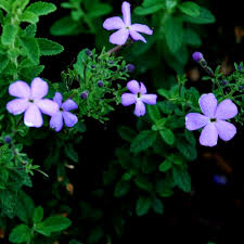 Image result for Jamesbrittenia integerrima