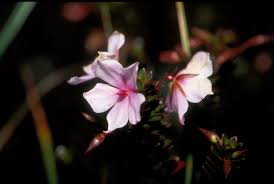 Image result for Sauvagesia