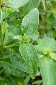 Image result for Justicia flava