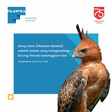 Check spelling or type a new query. Filantra Teman Teman Tahukah Kamu Burung Elang Jawa Facebook