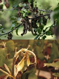 .von „schwarzem pilz verzeichnet haben.die krankheit wird von einer gruppe von schimmelpilzen ausgelöst, die in der umwelt natürlich vorkommen. Obstbaumkrankheiten Streuobstwiesen