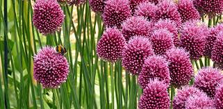 Bee Friendly Plants Flowers The Rspb