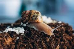 Das hat fast jeder schon erlebt: Fliegen In Blumenerde So Werden Sie Die Trauermucken Los