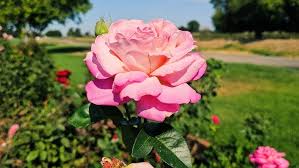 Grandview Rose Garden in Grandview, Washington