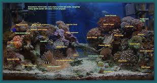 Twenty Nine Gallon Nano Reef Aquarium Identification Chart