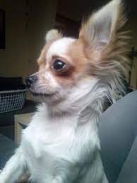 Chihuahua hundemaße wie höhe und gewicht sowie größe und schulterhöhe und andere merkmale mit bild erklärt. Wachst Mein Chihuahua Noch