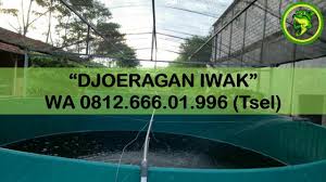Terlaris Distributor Kolam Terpal Bundar Jawa Timur Bondowoso Distributor Kolam Terpal Bundar Jawa Timur Situbondo D Kolam Dan Yogyakarta